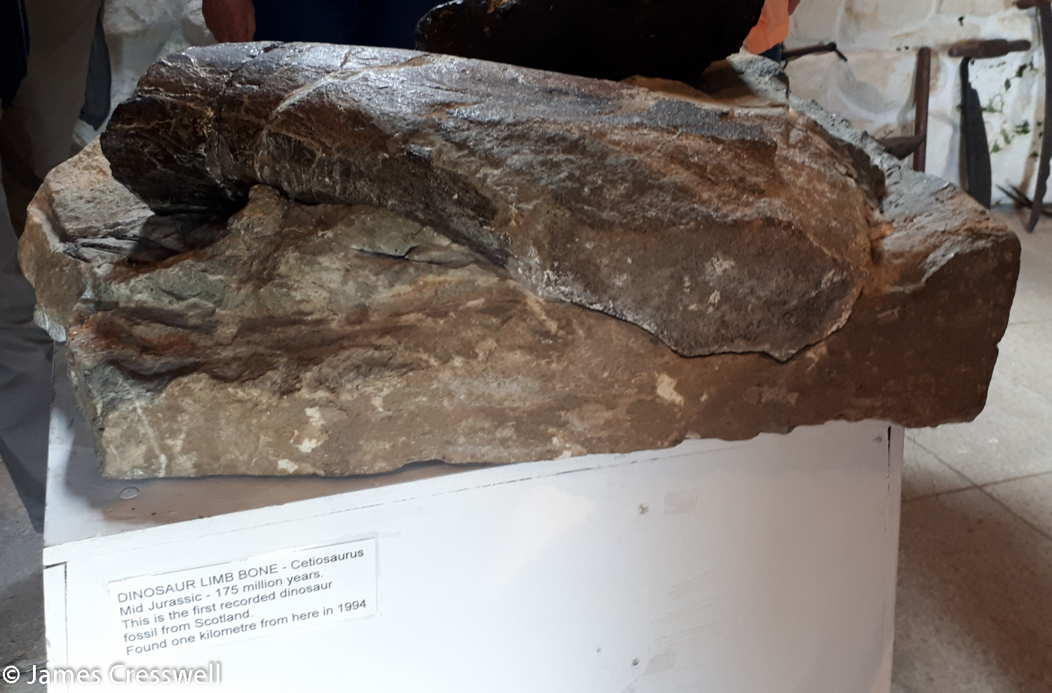 The first recorded dinosaur fossil from Scotland
