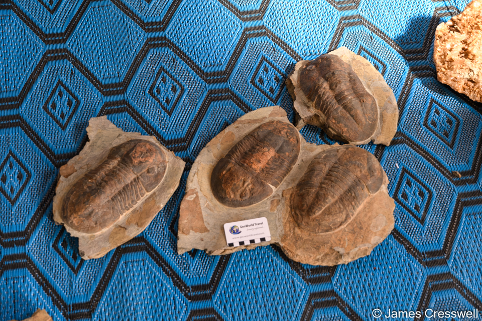 Large Asaphid trilobites from the Ouled Slimane site that we visited the previous day.