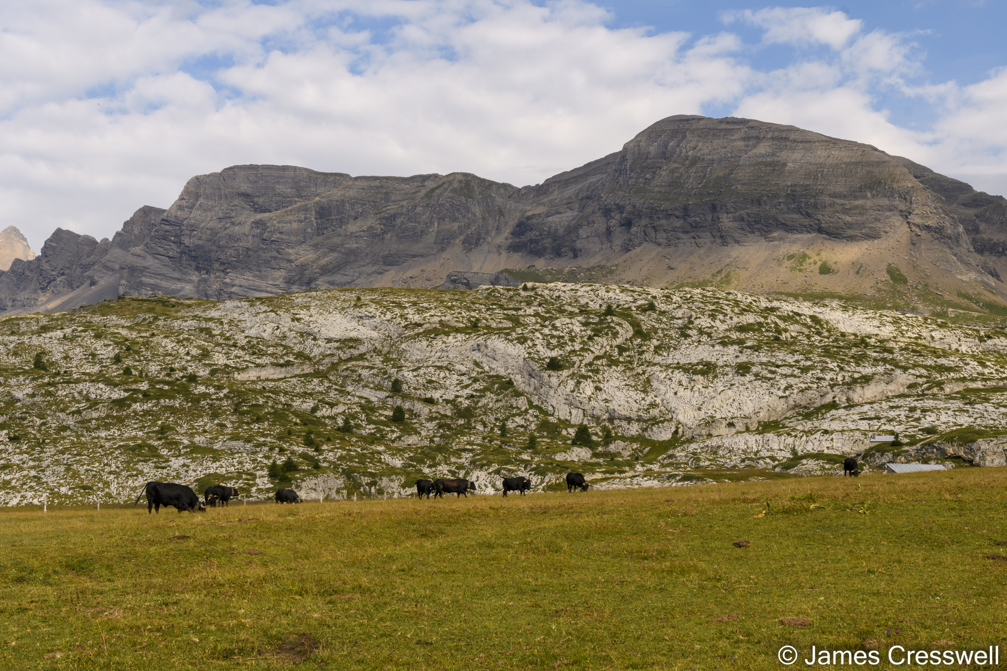 Cows in front of a rock outcrop with mountains in the background