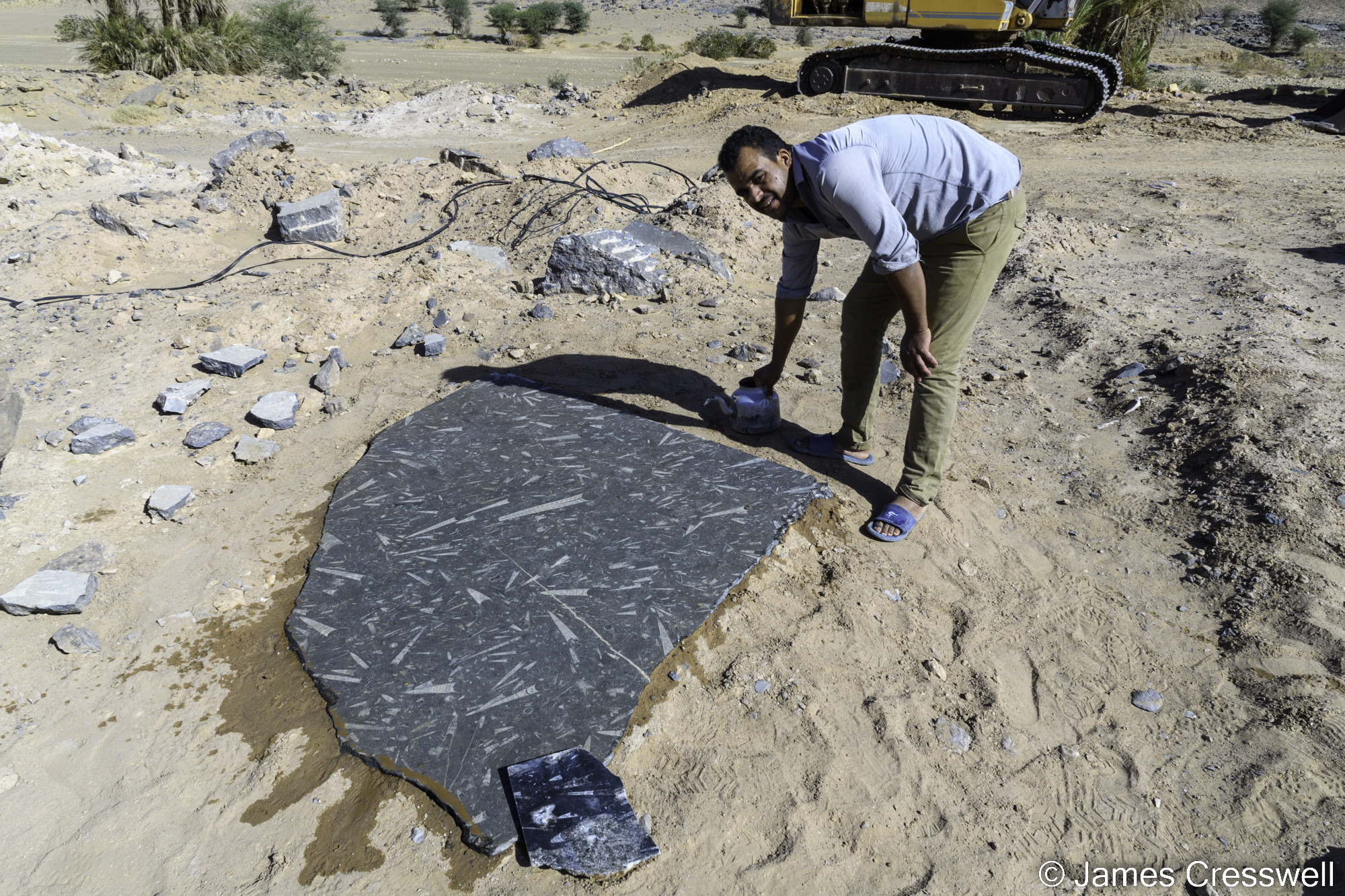 A man stands next to a slab of rock that contains fossils